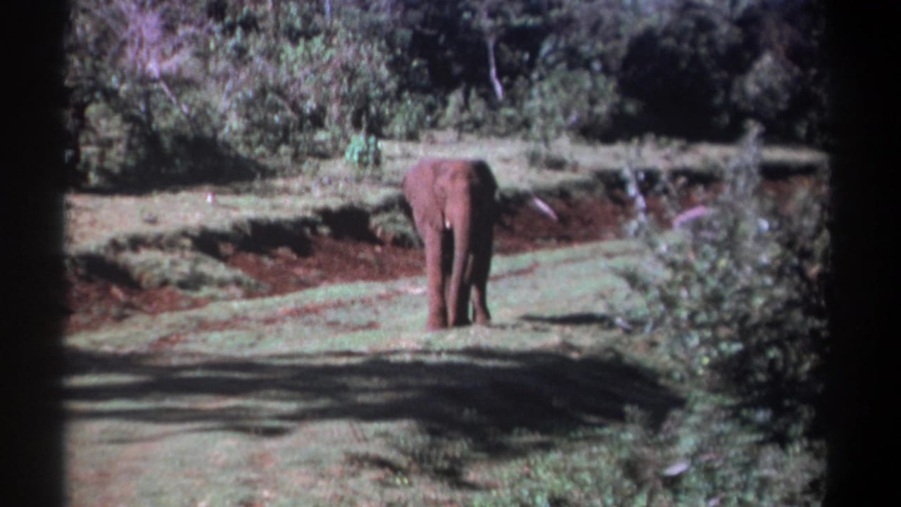 1969 Kenya 8mm frame showing an elephant from behind as it moves across grass near reddish soil and dense vegetation.