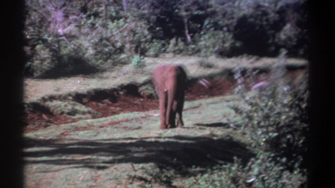 Elephant farther along the clearing, facing away near shrubs and a reddish soil edge.