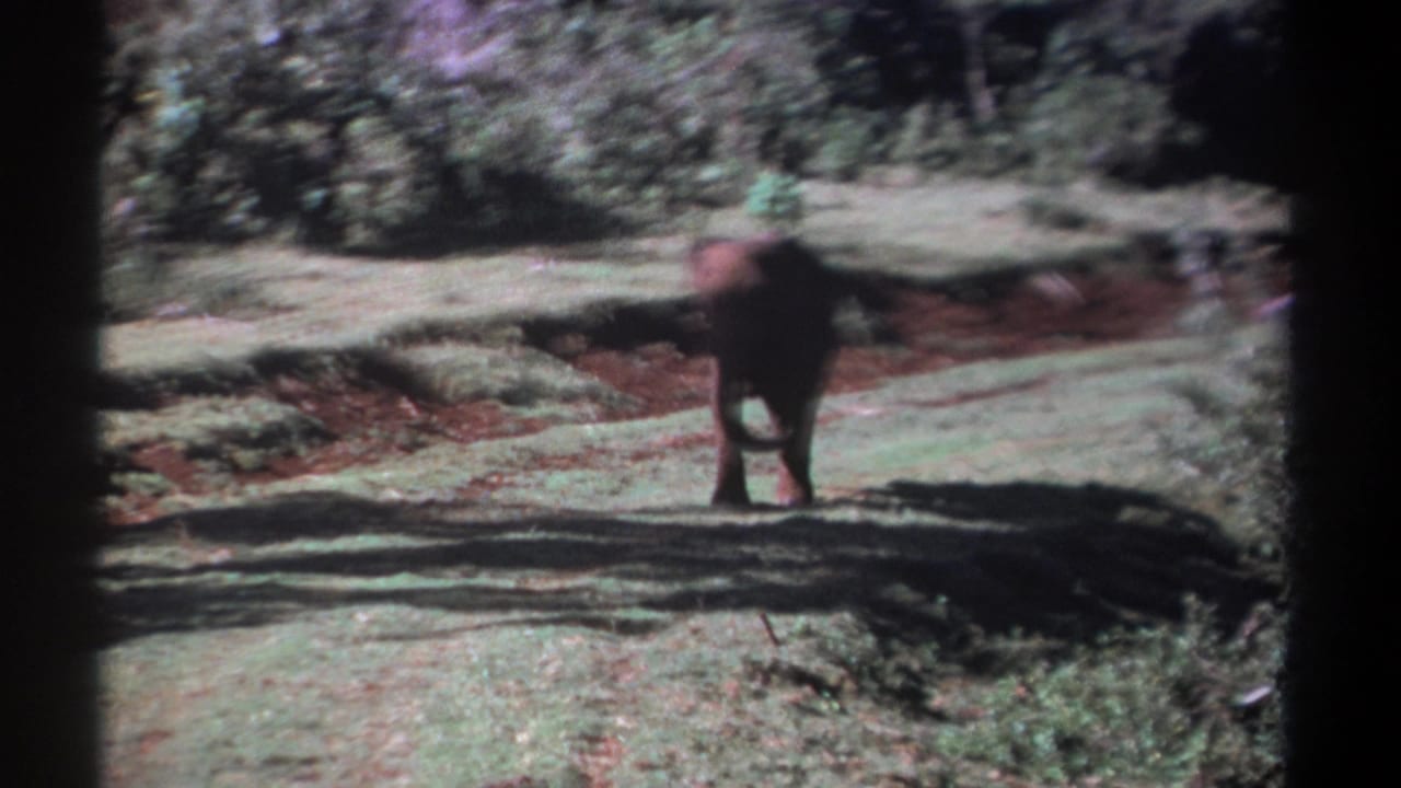 Motion-soft 1969 Kenya 8mm frame showing the elephant turning or moving across a grassy clearing under bright daylight.