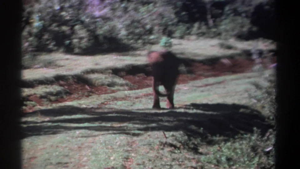 Motion-soft 1969 Kenya 8mm frame showing the elephant turning or moving across a grassy clearing under bright daylight.