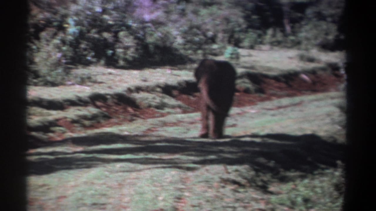 1969 Kenya 8mm frame with the elephant seen from behind near a grassy path, bordered by reddish soil and dense green shrubs.