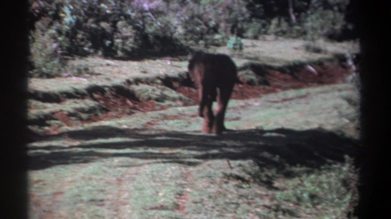 In Kenya archival 8mm footage from 1969, a young elephant walks away from the camera across grass bordered by red soil and trees.