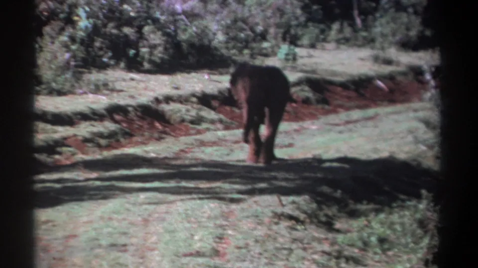 In Kenya archival 8mm footage from 1969, a young elephant walks away from the camera across grass bordered by red soil and trees.