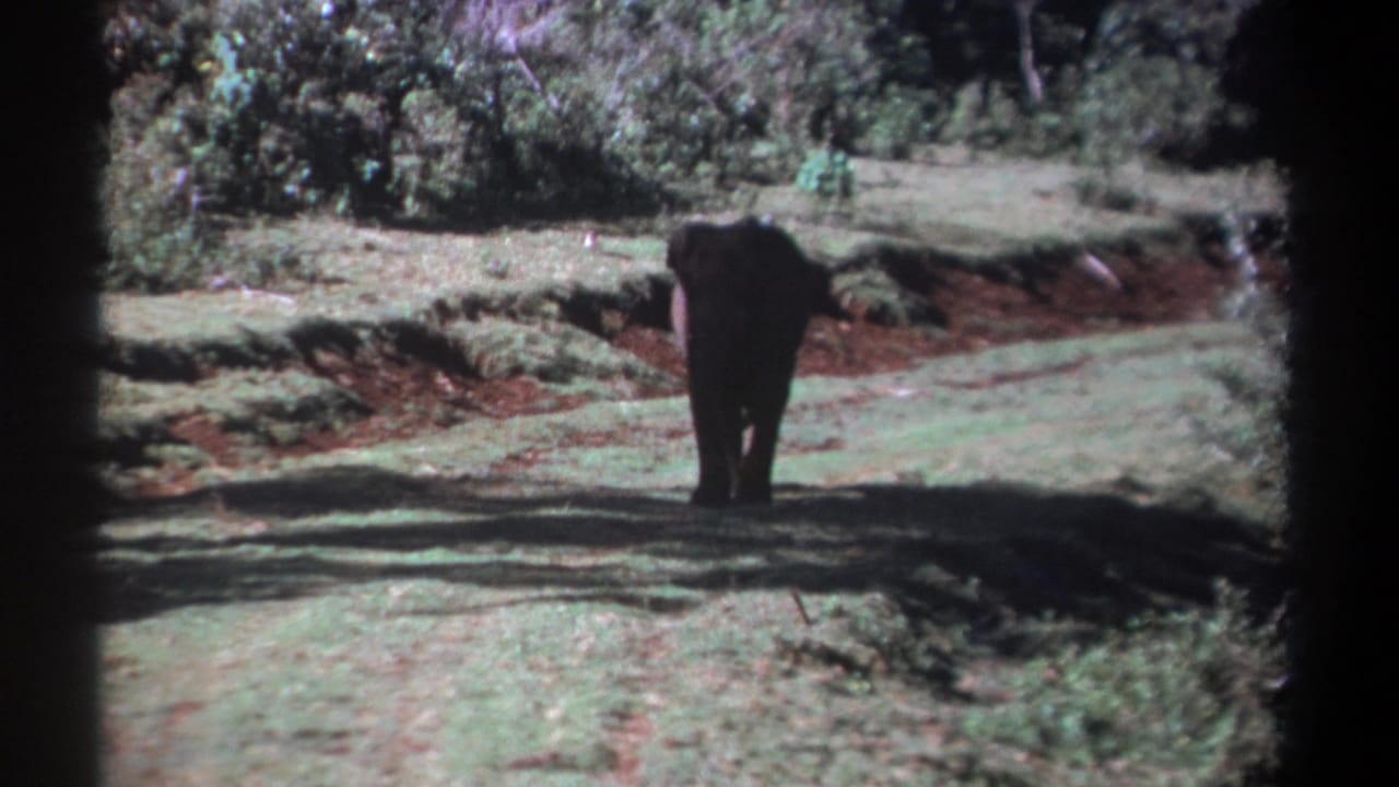 Elephant farther from the camera on open grass near a red-soil bank and trees.
