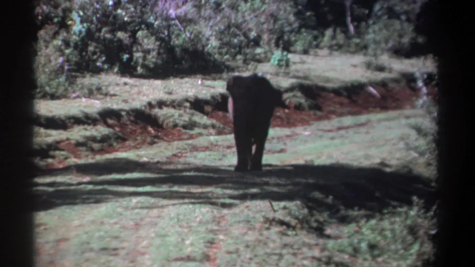 The elephant continues away from the camera in a 1969 Kenya 8mm frame, centered against grass, red soil, and wooded vegetation.