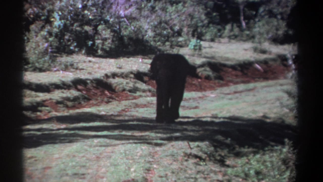 A rear view of the elephant shows it walking through a Kenyan grassy clearing, with 8mm softness and dark frame edges visible.