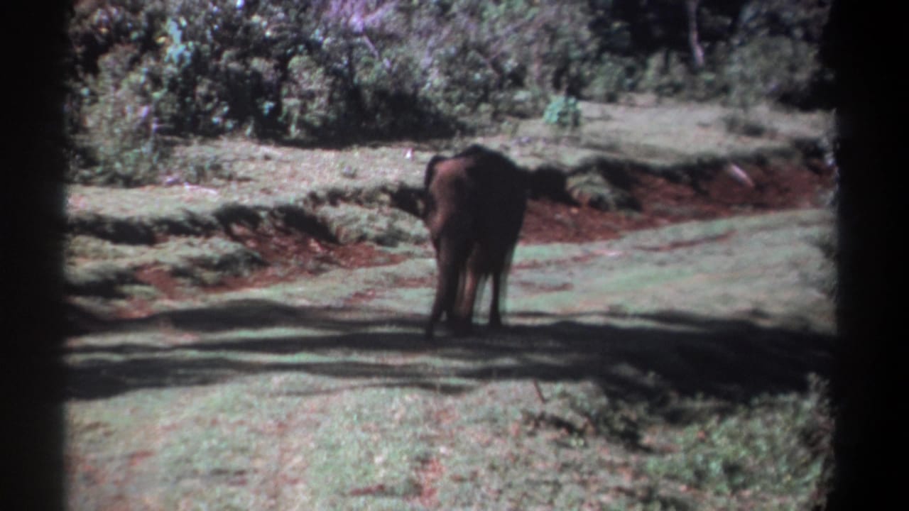 In the final 1969 Kenya frame, the elephant is angled slightly to the side in the clearing, surrounded by grass, trees, and red soil.