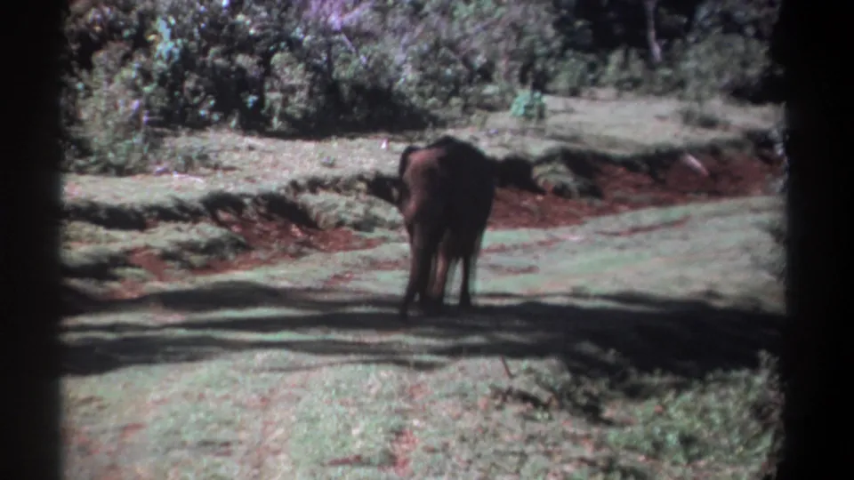 In the final 1969 Kenya frame, the elephant is angled slightly to the side in the clearing, surrounded by grass, trees, and red soil.
