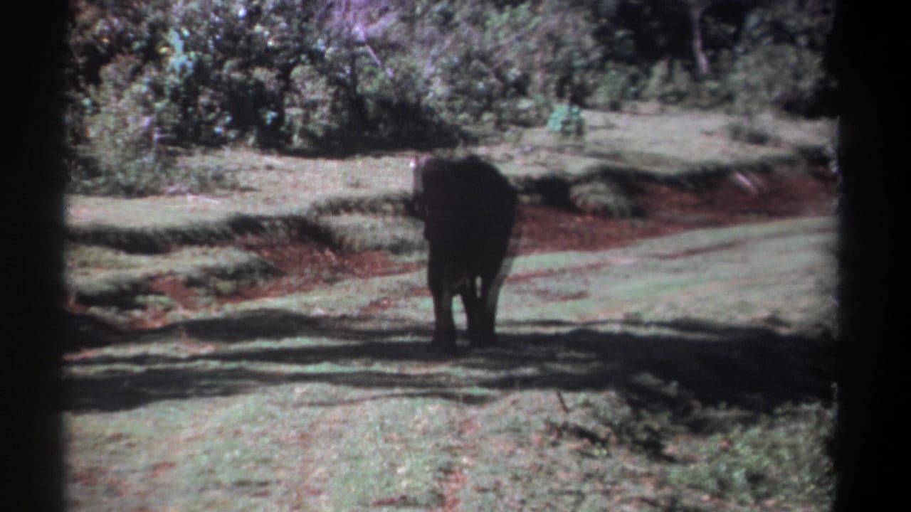1969 Kenya 8mm frame showing a young elephant from behind as it crosses grass and red soil near dense foliage.