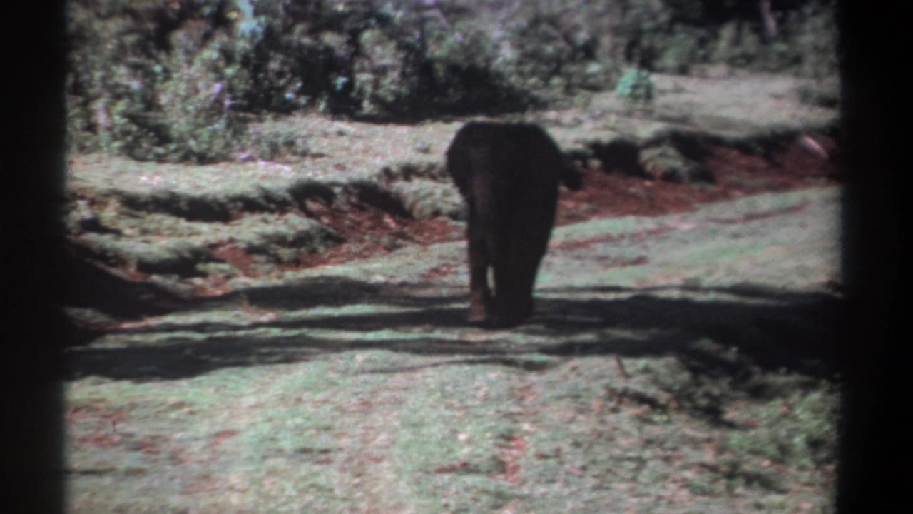 Elephant seen from behind on open ground with bushes and trees in the background.