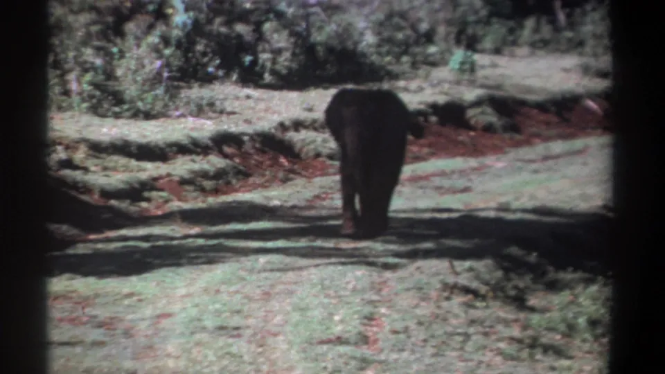 Young elephant in Kenya, filmed from behind on faded 8mm color stock as it moves through a grassy natural area.