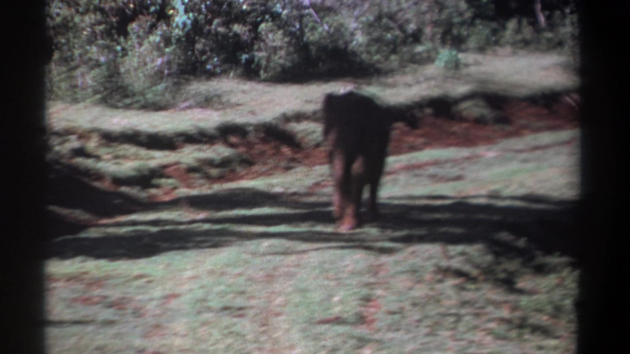 1969 Kenya home-movie still of a young elephant walking through a grassy clearing with red soil and heavy foliage behind.