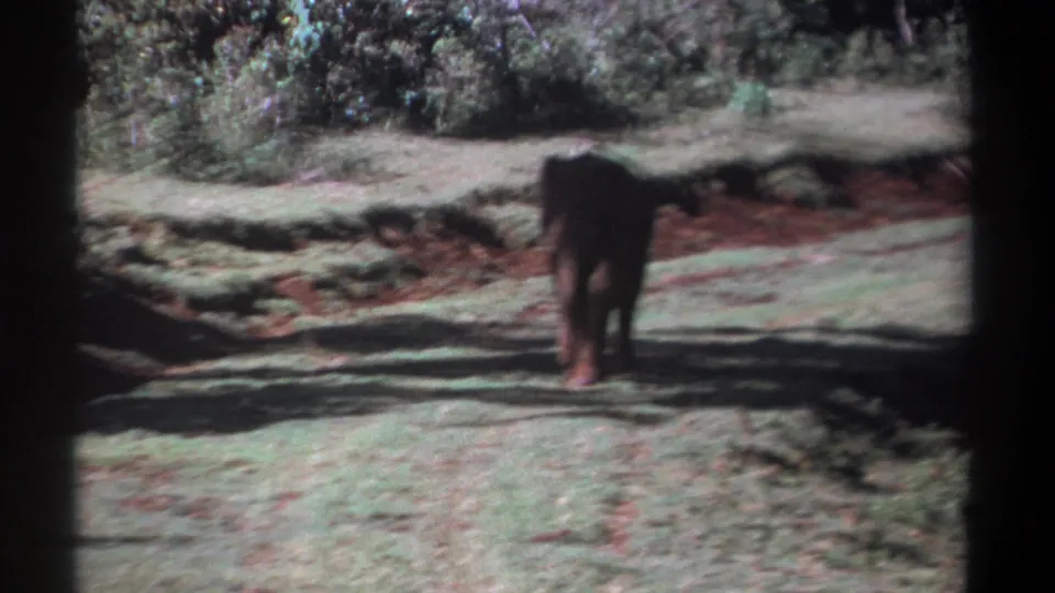 1969 Kenya home-movie still of a young elephant walking through a grassy clearing with red soil and heavy foliage behind.