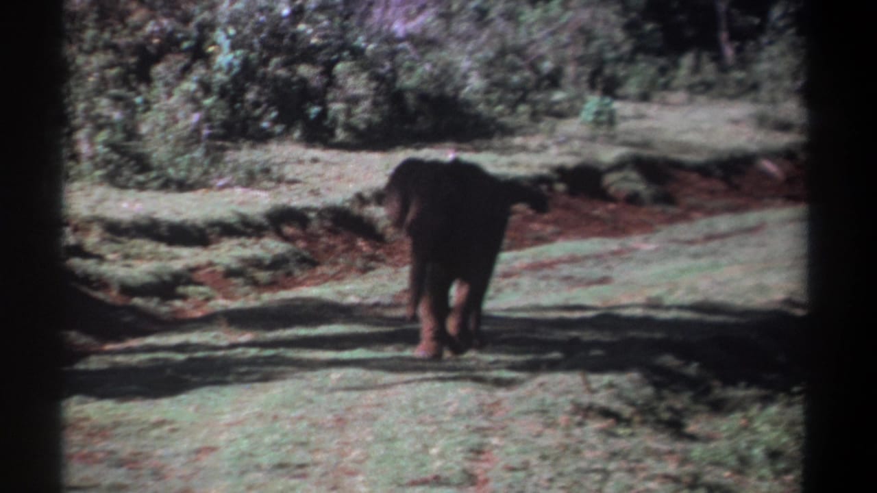 Kenya 1969 8mm frame with a young elephant receding from the camera across grass, soil, and patchy shade.