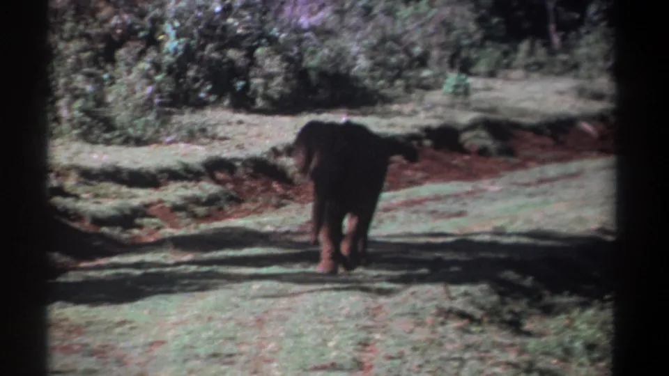 Kenya 1969 8mm frame with a young elephant receding from the camera across grass, soil, and patchy shade.