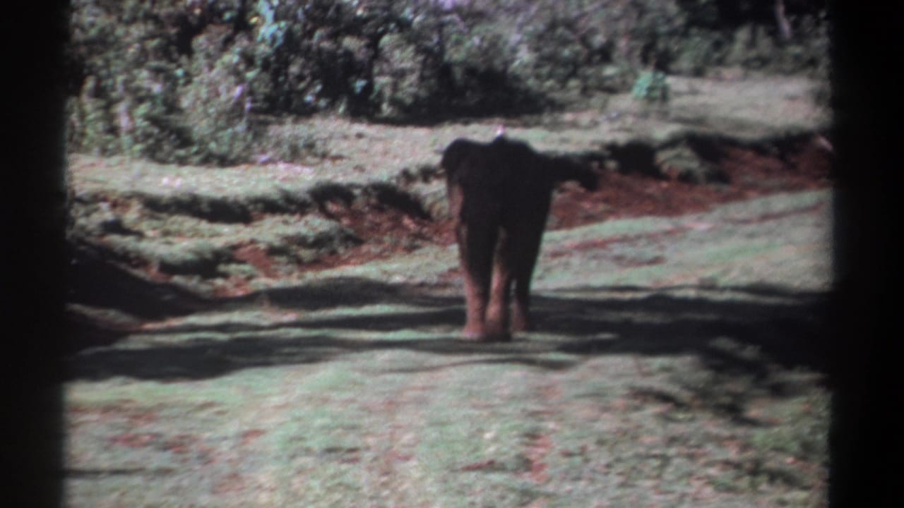 Young elephant walking away from the camera on a sunlit dirt path in 1969 Kenya safari footage.