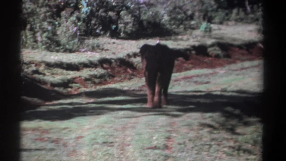Young elephant walking away from the camera on a sunlit dirt path in 1969 Kenya safari footage.