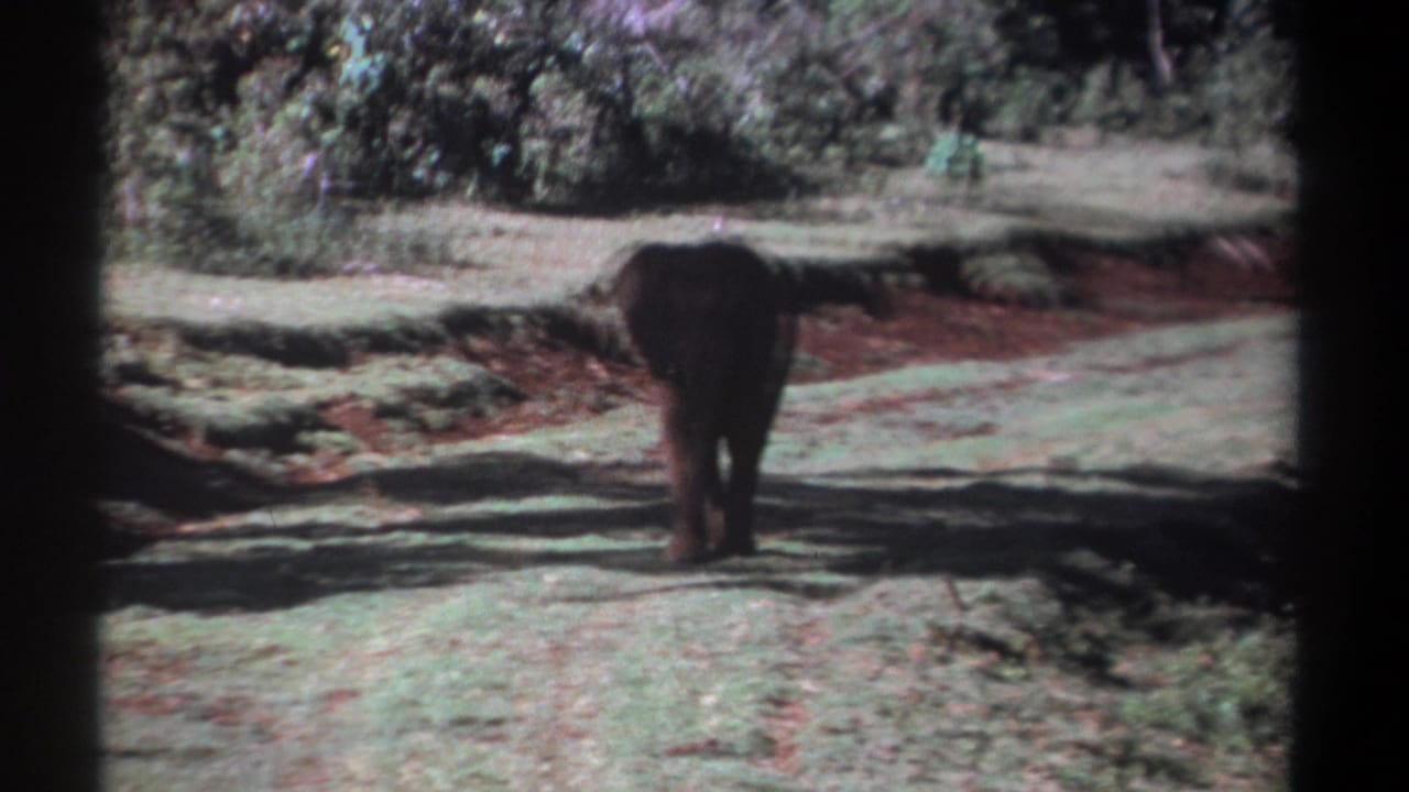 Elephant farther down the path with shrubs and shadowed ground around it.