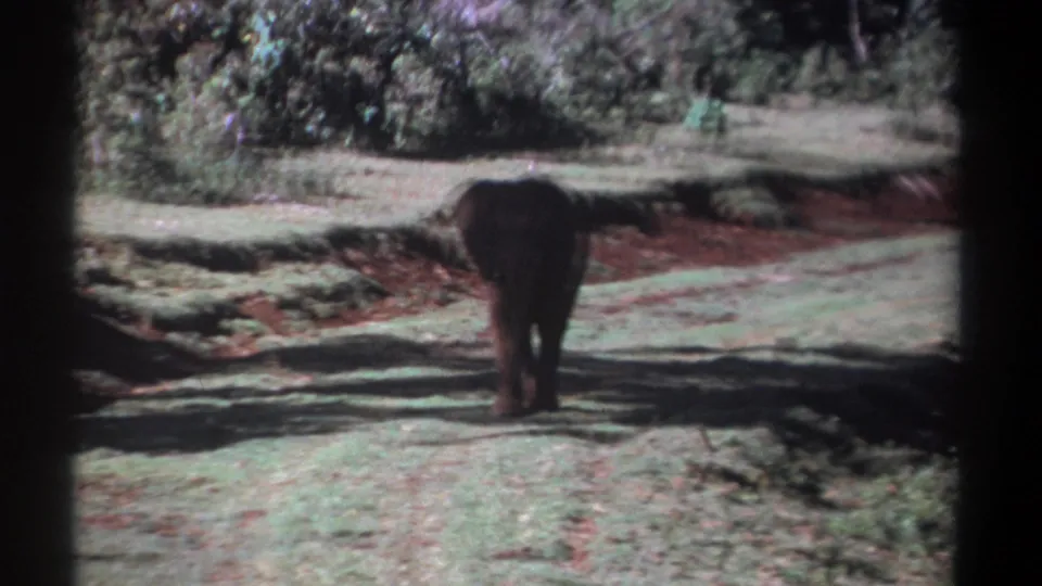 Young elephant continues away along the savanna path, framed by shrubs and faded 8mm color.