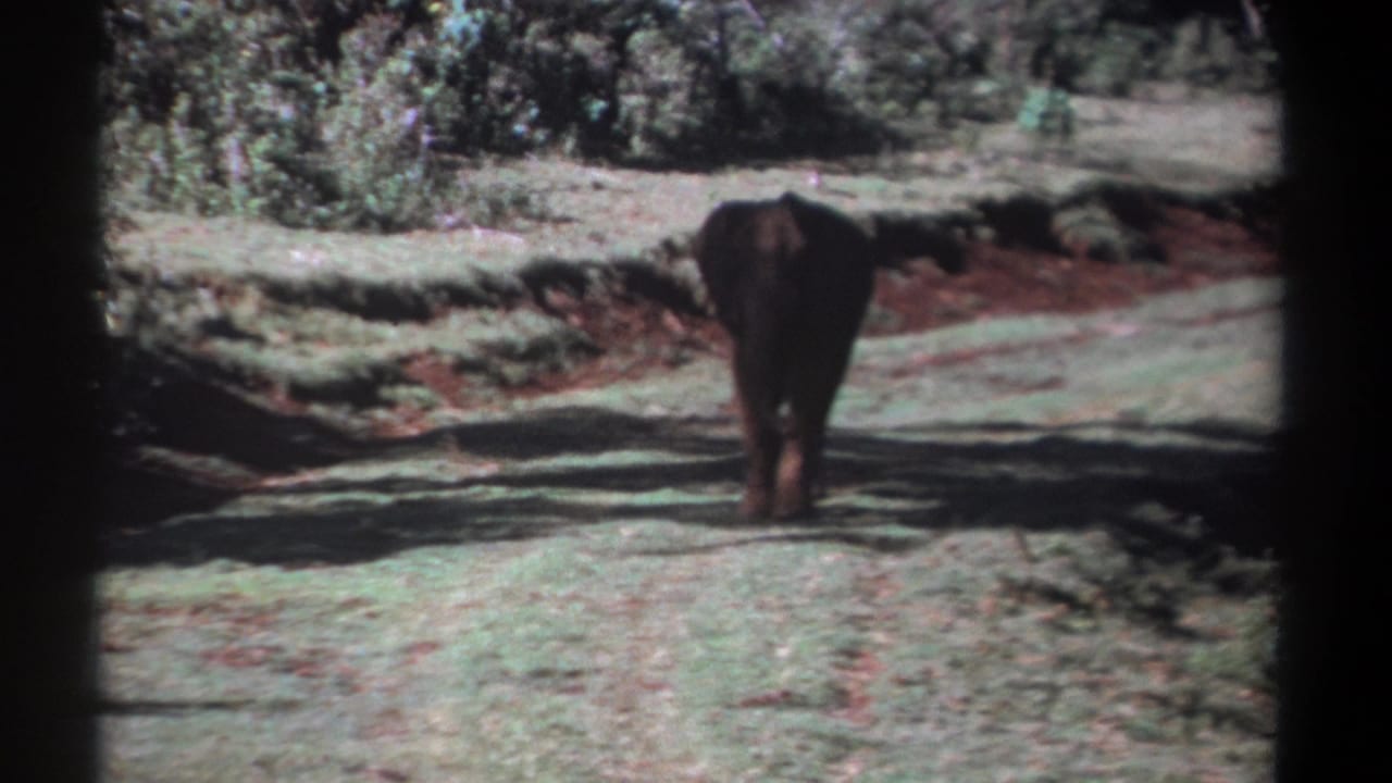 Rear view of a young elephant centered on a Kenya dirt track, with shrubs and soft 8mm grain visible.
