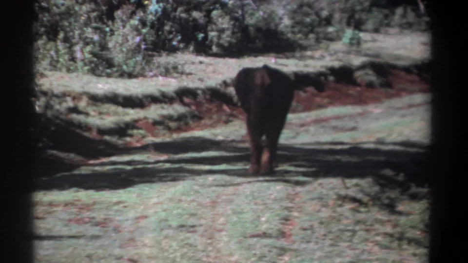 Rear view of a young elephant centered on a Kenya dirt track, with shrubs and soft 8mm grain visible.