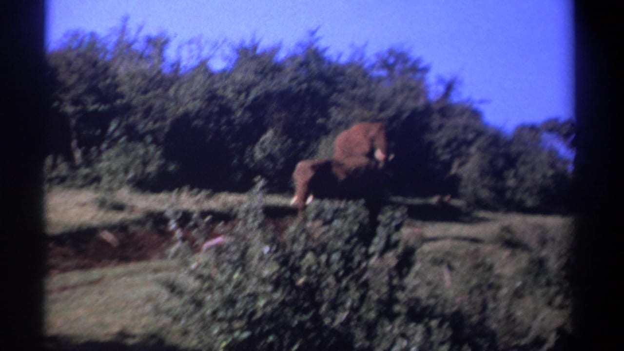Young elephant seen partly side-on near shrubs under blue sky in vintage Kenya safari footage.