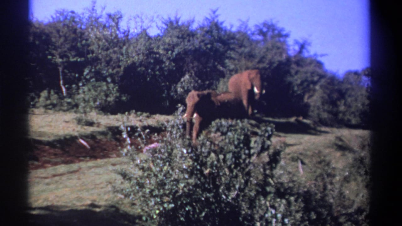 1969 Kenya 8mm frame showing two elephants in a sunlit grassy clearing bordered by dense green trees and shrubs.