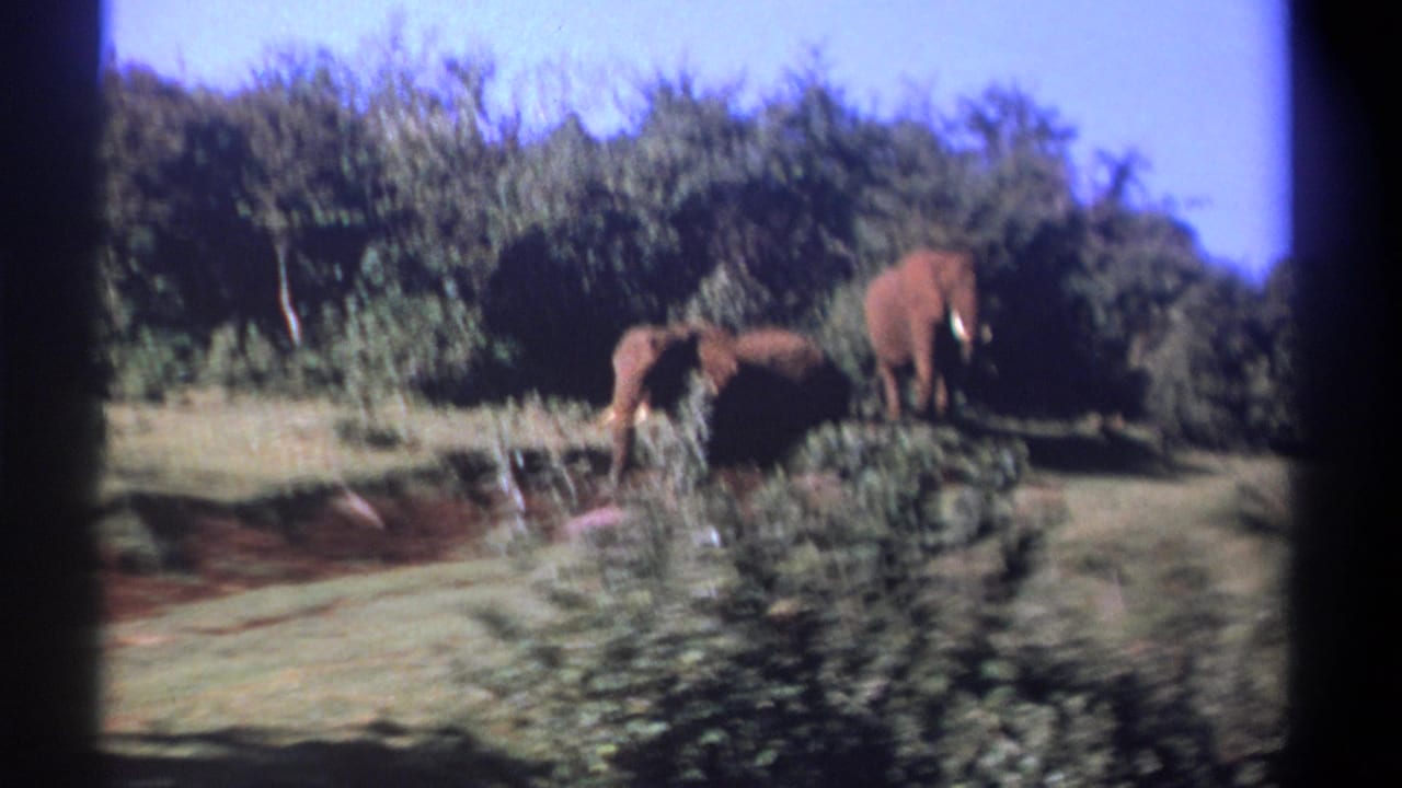 Elephants move through grass beside shrubs with dense trees behind them.