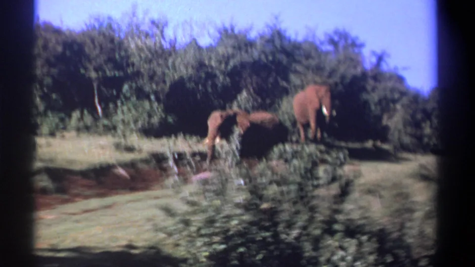 1969 Kenya 8mm frame with elephants walking and grazing in a grassy area backed by dense trees.