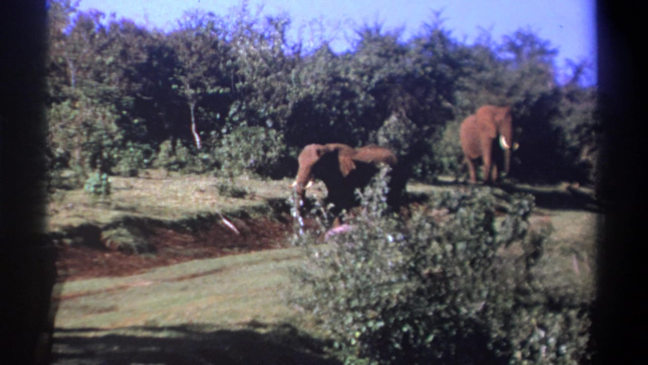 1969 Kenya 8mm frame showing elephants near a tree line, with foreground shrubs and reddish exposed soil.