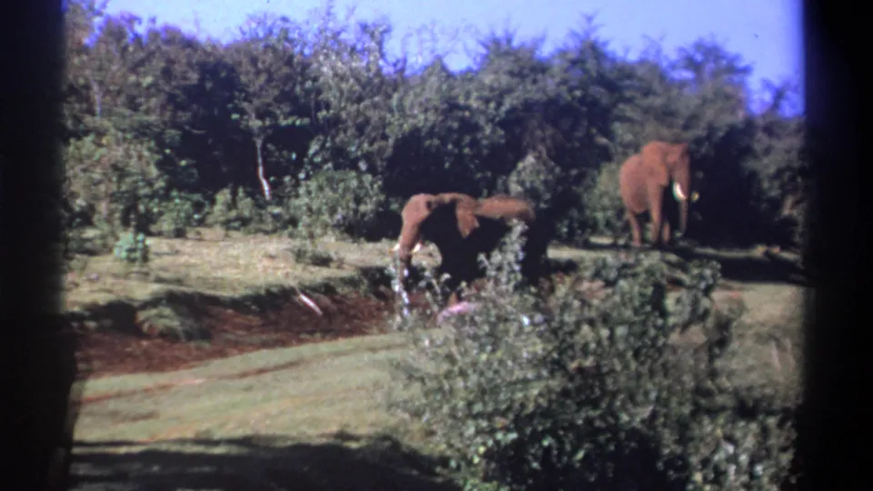 1969 Kenya 8mm frame showing elephants near a tree line, with foreground shrubs and reddish exposed soil.
