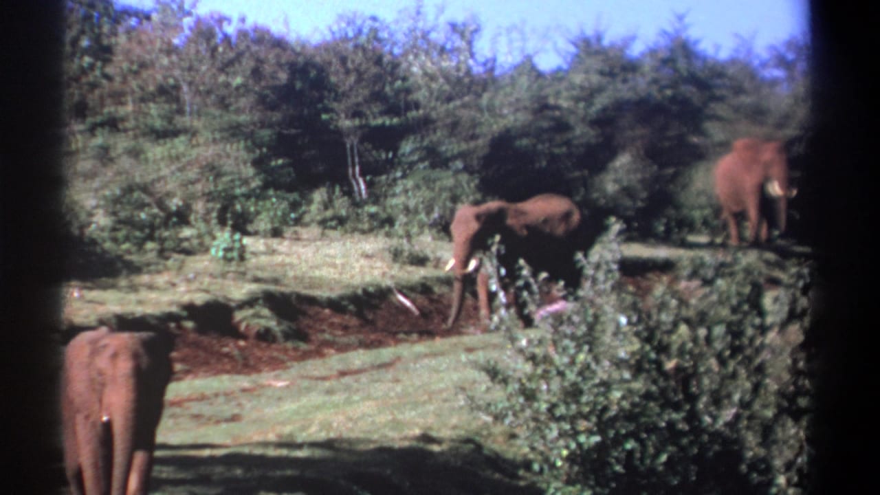 1969 Kenya 8mm frame showing elephants spread across a grassy clearing, including one close to the lower edge of frame.