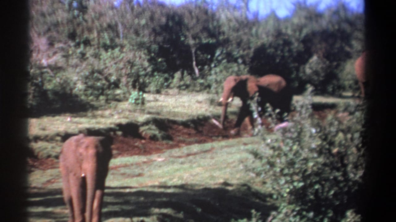 Kenya 1969 8mm frame showing elephants in a grassy clearing, with one closer animal partly cut off at the lower left and another near shrubs in back.