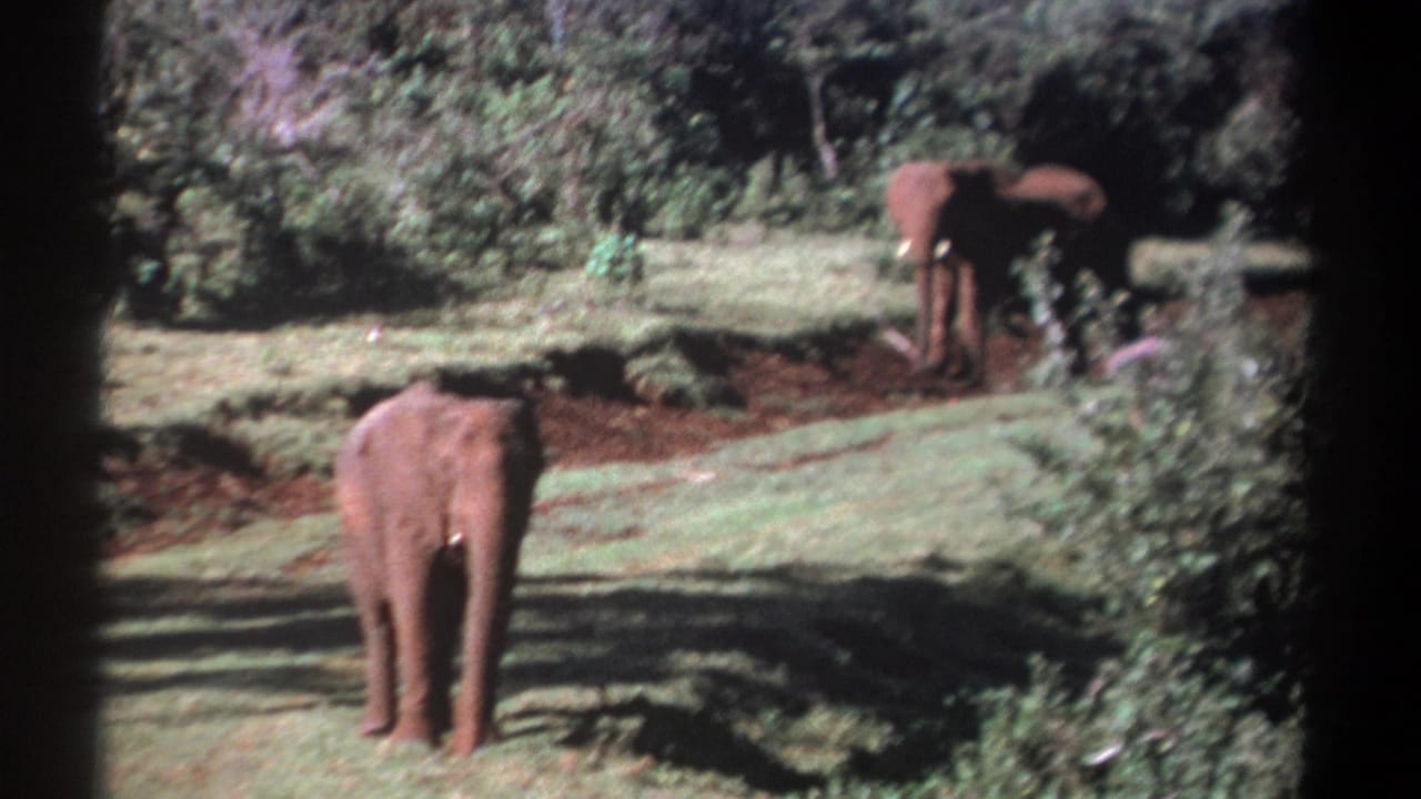 Kenya 1969 8mm frame with a young elephant centered from behind and a larger elephant near shrubs in the background.