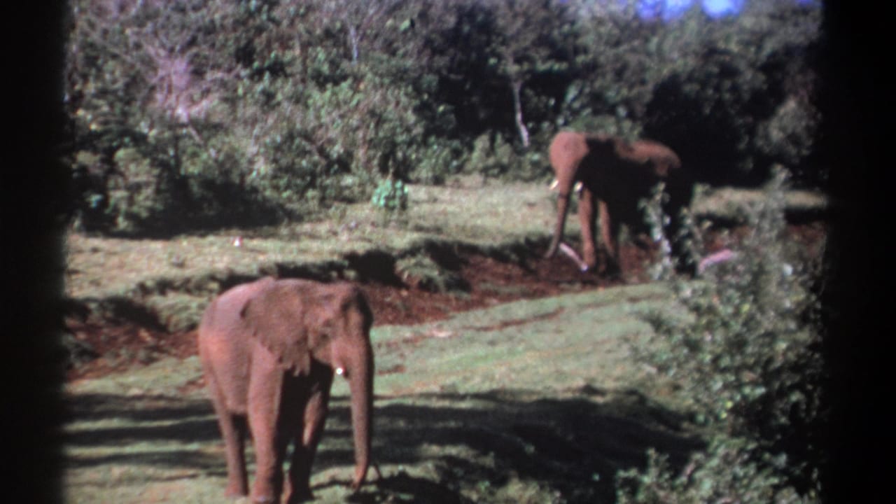 Kenya 1969 8mm frame showing an elephant approaching across grass while a second elephant remains near dense shrubs behind it.