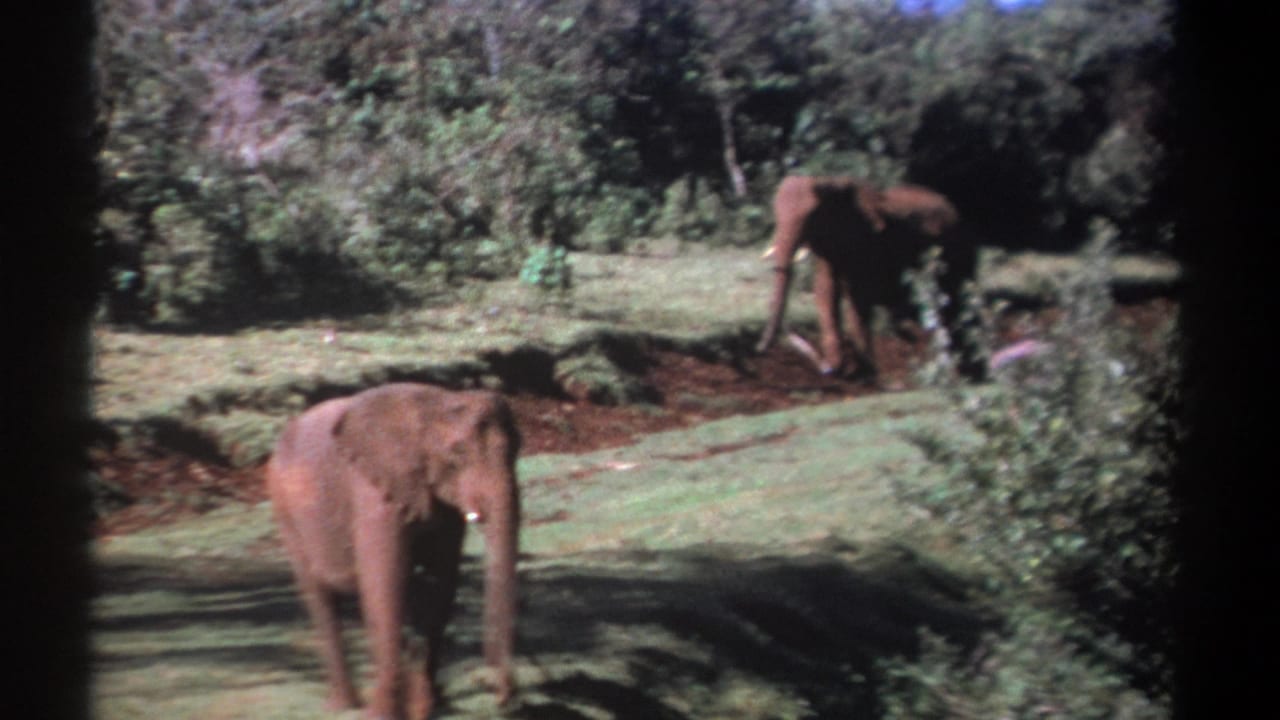 Kenya 1969 8mm frame showing an elephant in a grassy clearing, with another elephant partly obscured by shrubs in the background.