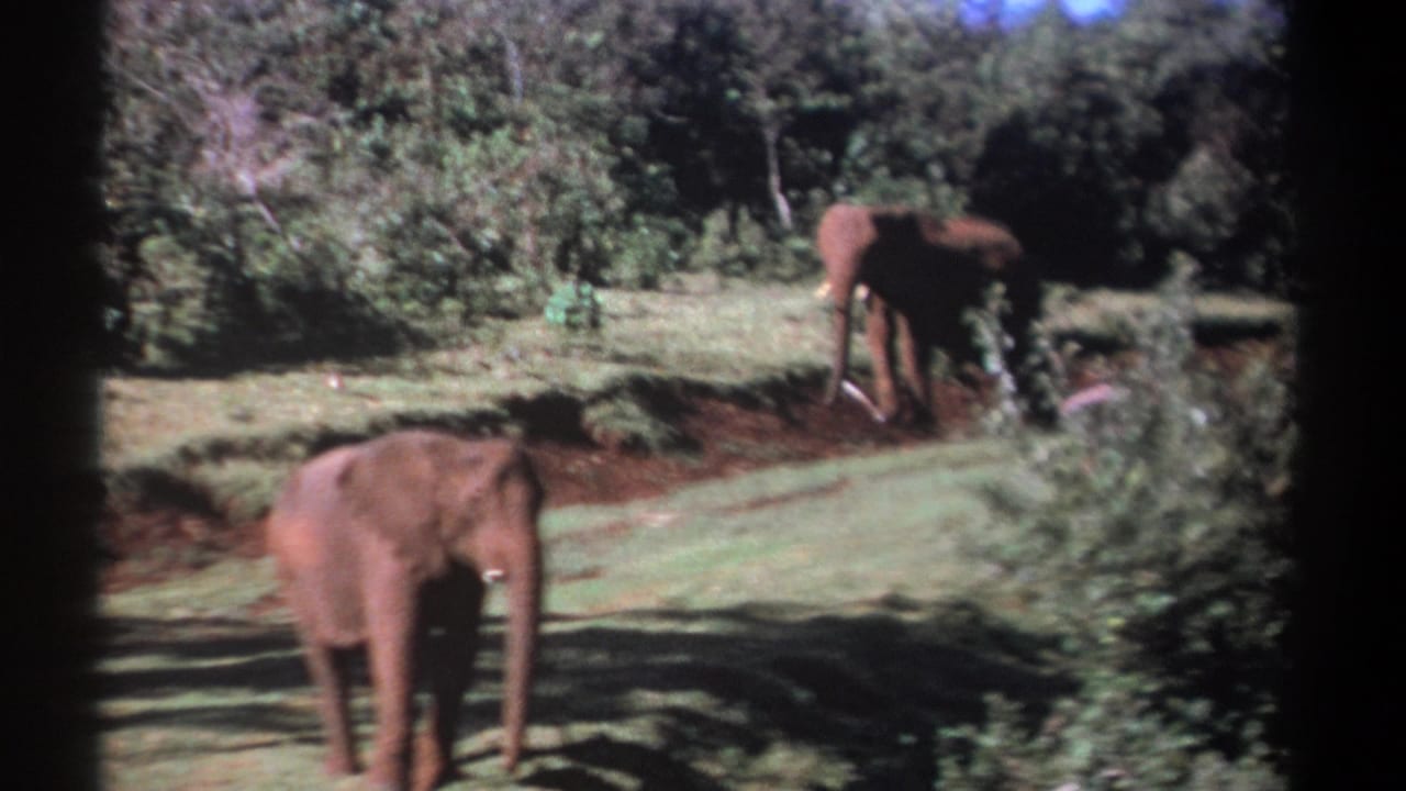 1969 Kenya 8mm frame showing two elephants in a green, wooded area, with one nearer the foreground and another by a muddy trail.