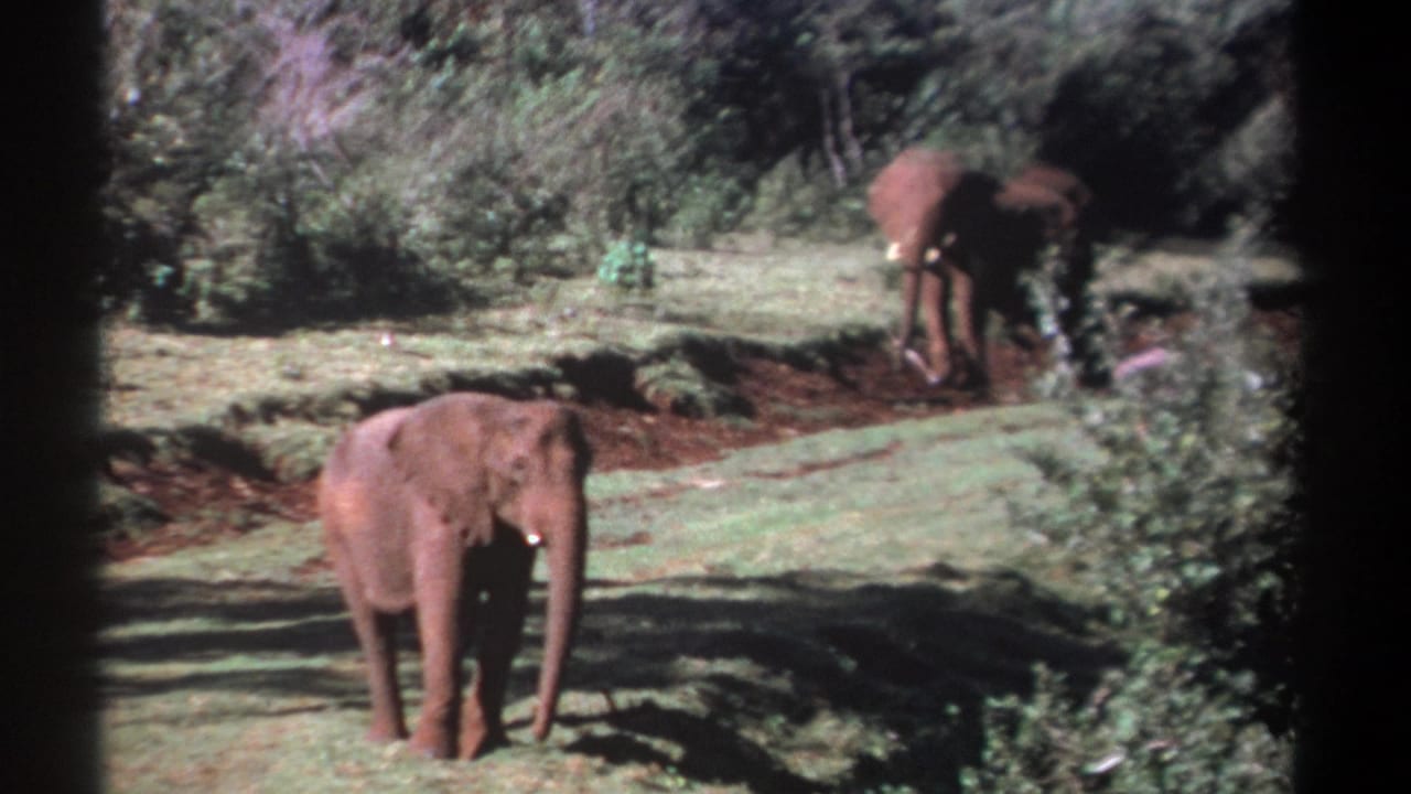 1969 Kenya 8mm frame with a foreground elephant facing the camera and a second elephant farther back among bushes and trees.