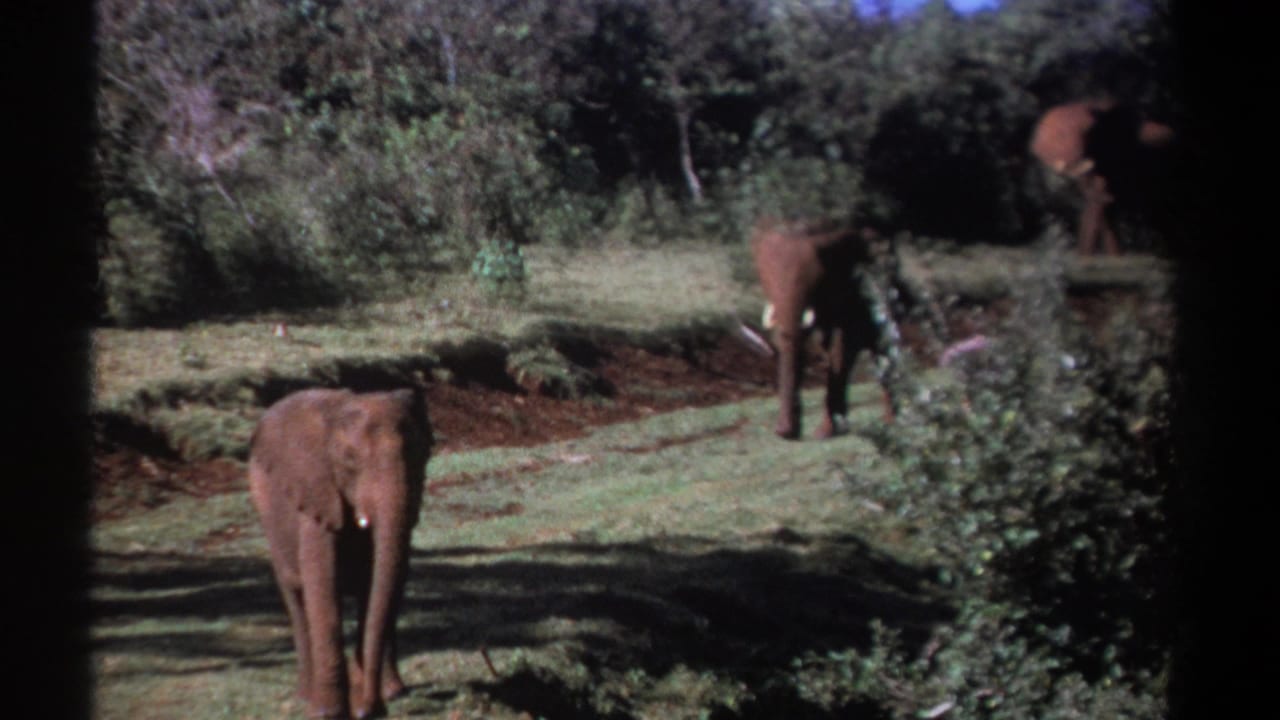 1969 Kenya 8mm frame showing a foreground elephant on grassy ground and another elephant partly obscured by trees and brush.