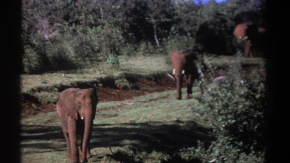 1969 Kenya 8mm frame showing a foreground elephant on grassy ground and another elephant partly obscured by trees and brush.