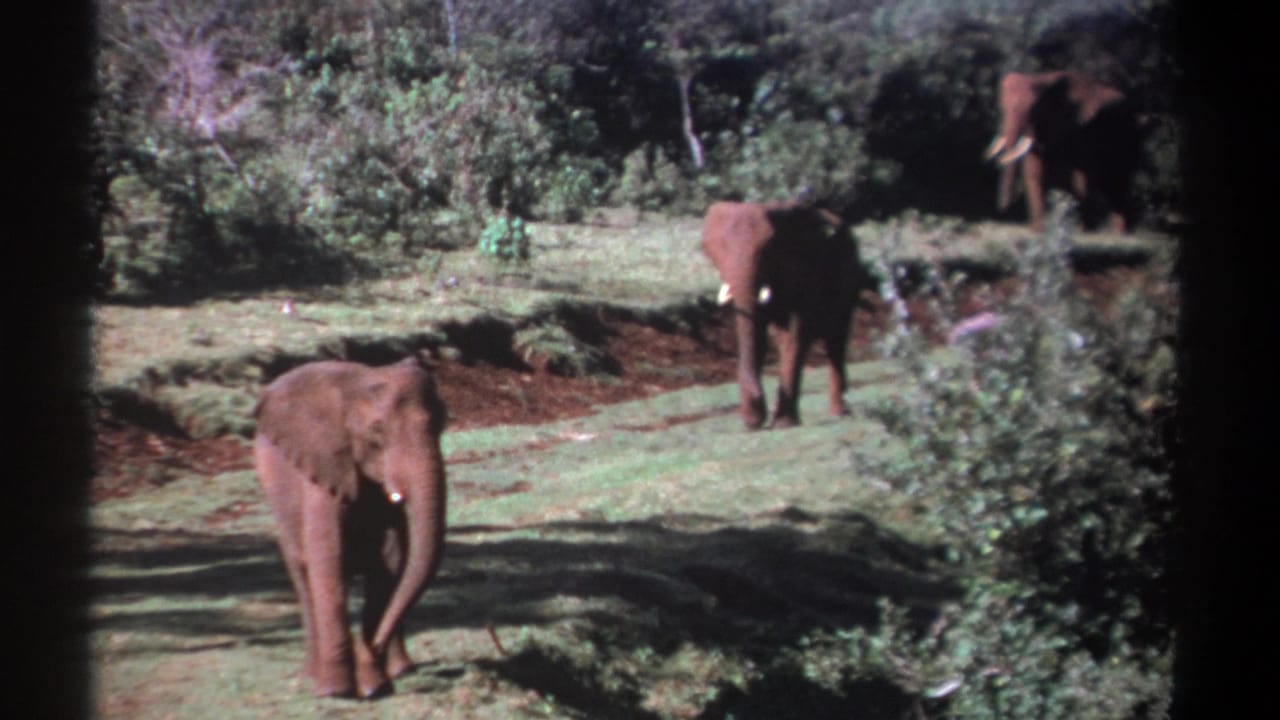 1969 Kenya 8mm frame with one elephant in the foreground near a muddy track and another elephant at the edge of dense foliage.