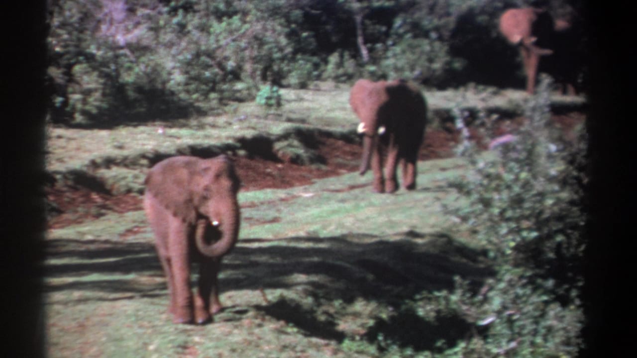 1969 Kenya 8mm frame showing three elephants in a green savanna landscape with shrubs, trees, and red soil patches.
