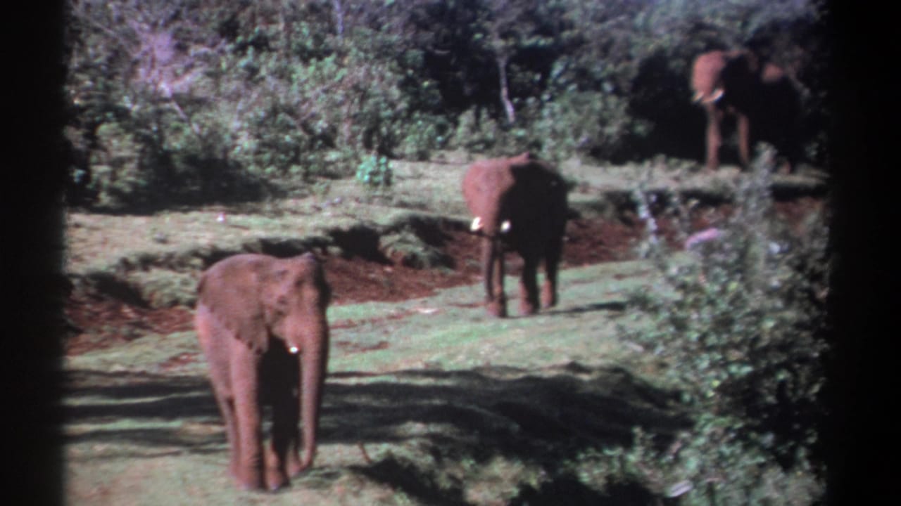 Two elephants face the camera while a third stands farther back near trees.