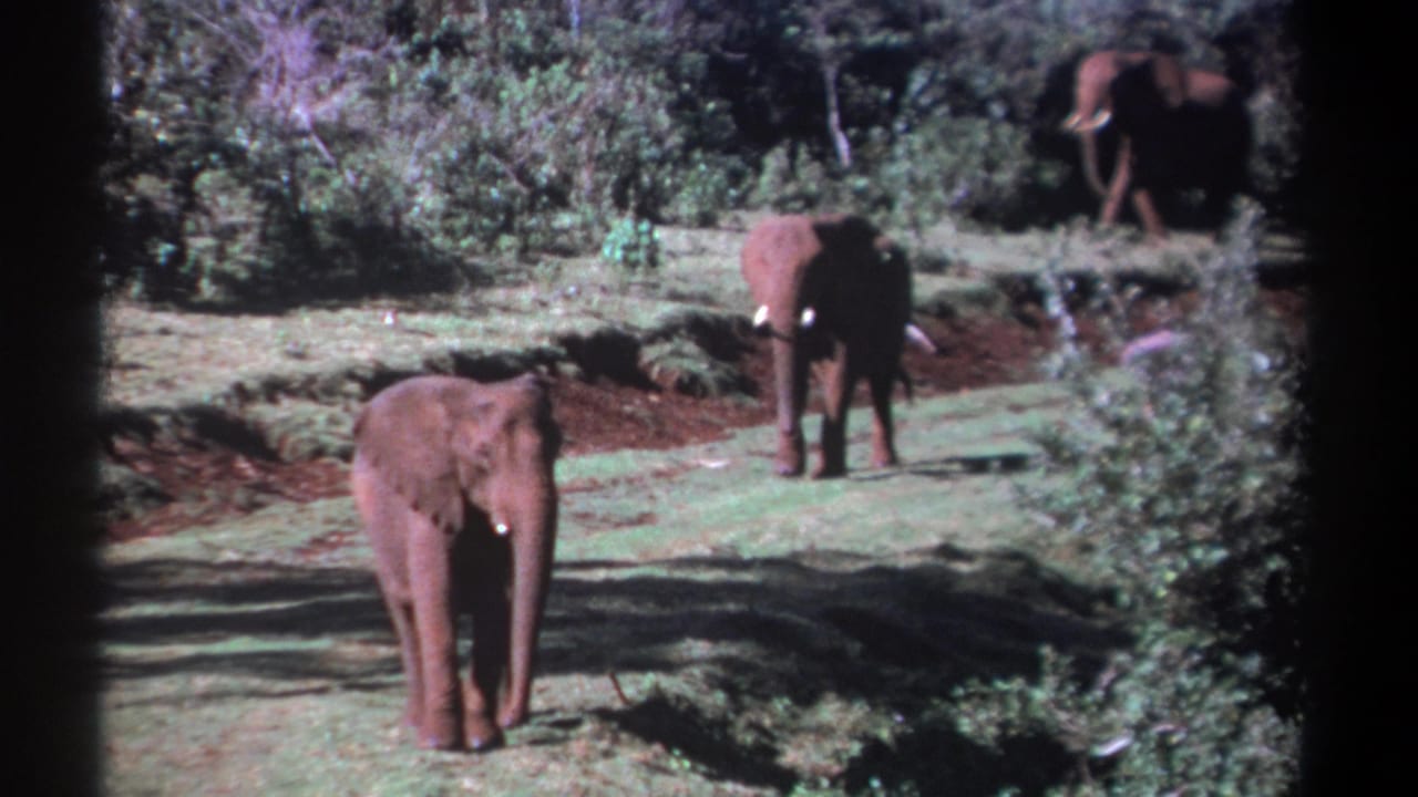 1969 Kenya 8mm frame showing a foreground elephant and two elephants farther back in a shrub-lined savanna scene.