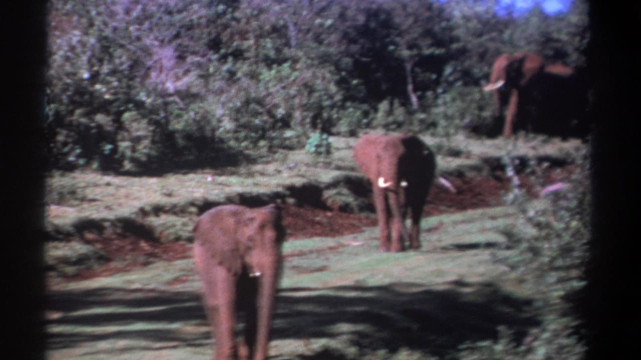 1969 Kenya 8mm frame showing elephants in soft daylight, with dark scan edges and thick savanna vegetation surrounding them.