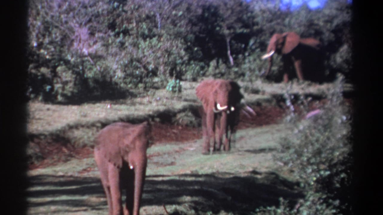 1969 Kenya 8mm frame showing three elephants in a sunlit savannah clearing with dense vegetation behind them.