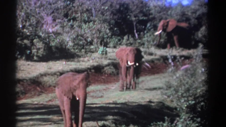 1969 Kenya 8mm frame showing three elephants in a sunlit savannah clearing with dense vegetation behind them.