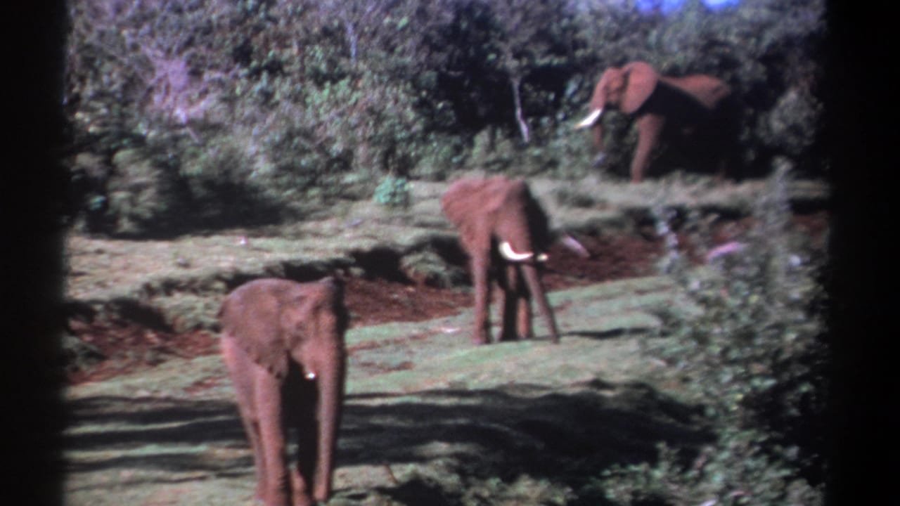 1969 Kenya home-movie frame with three elephants spaced across a grassy clearing under mottled tree shadows.
