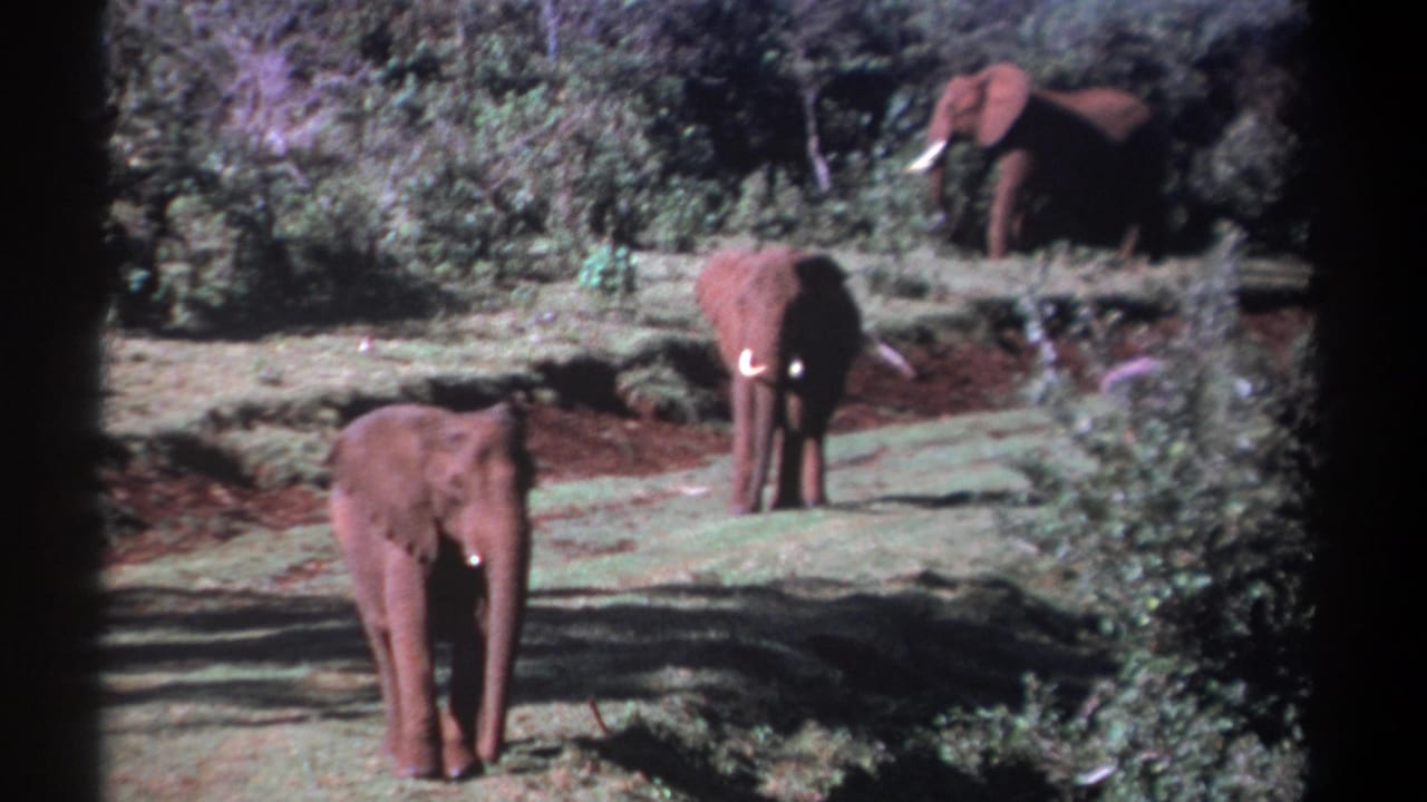 Soft 8mm frame from Kenya in 1969 showing elephants in a wooded savannah area with reddish soil and shade.
