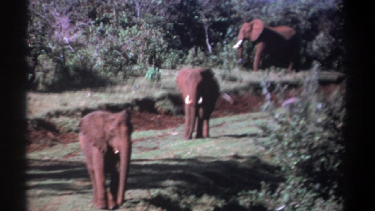 1969 Kenya 8mm still with elephants in a grassy clearing, framed by shrubs, trees, and dark film borders.